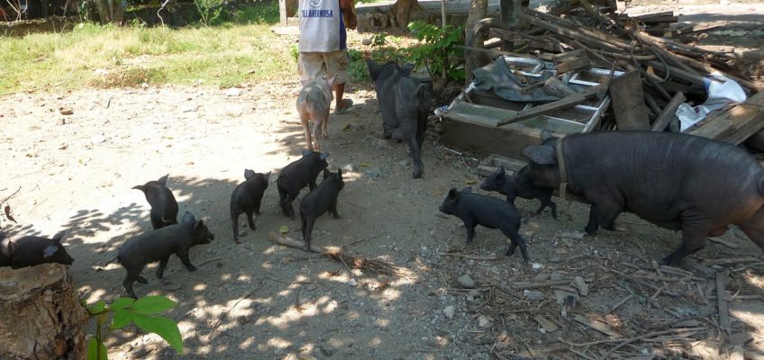 PHILIPPINEN BLOG - Schweinezucht und Schweinemast im Hinterhof Foto: Sir Dieter Sokoll KR