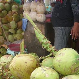PHILIPPINEN REISEN BLOG - Kokosnuss als Erfrischung Foto: Sir Dieter Sokoll KR