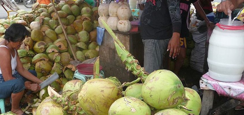 Die Kokosnuss als Erfrischungsgetränk