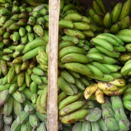 PHILIPPINEN REISEN - Alles Banane? Die Cavendish Bananen auf dem Markt