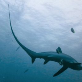 Tauchen mit Fuchshaien in Malapascua