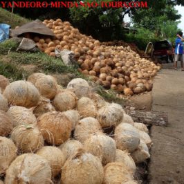 Aus Kokosnüssen Kopra machen