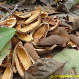 Philippinen Mahagoni Bäume, Früchte und Samen