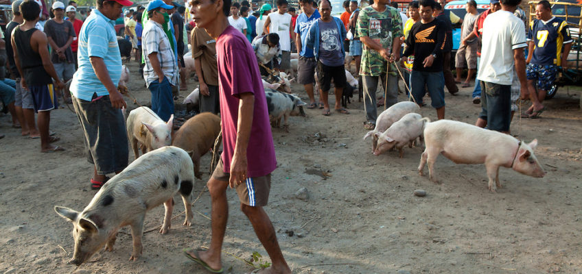 PHILIPPINEN REISEN BLOG - Ein Tag auf dem Markt von Malatapay