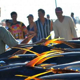 PHILIPPINEN REISEN BLOG - Das Einfangen der Atmospähre im Fischereihafen von General Santos