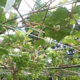 Philippinen Reisen Blog - Weintrauben-Anbau in den Philippinen