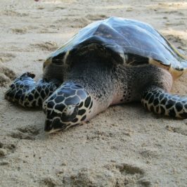 PHILIPPINEN REISEN - Keine Eile auf der Schildkröten-Insel auf Guimaras