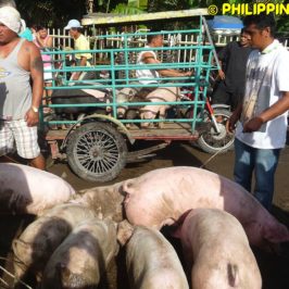 PHILIPPINEN REISEN BLOG - Malatapay Markt - Auf dem Viehmakrkt Foto von Sir Dieter Sokoll