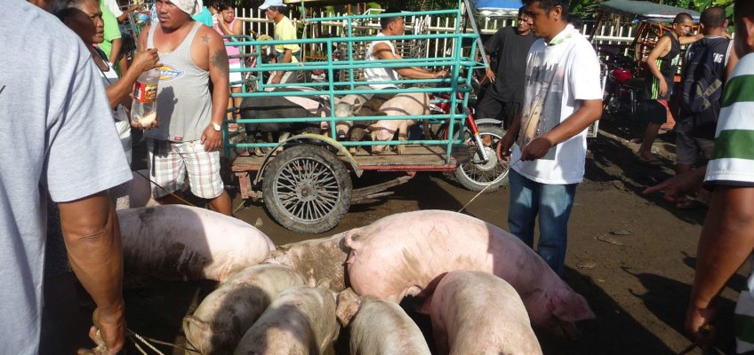 PHILIPPINEN REISEN BLOG - Malatapay Markt - Auf dem Viehmakrkt Foto von Sir Dieter Sokoll
