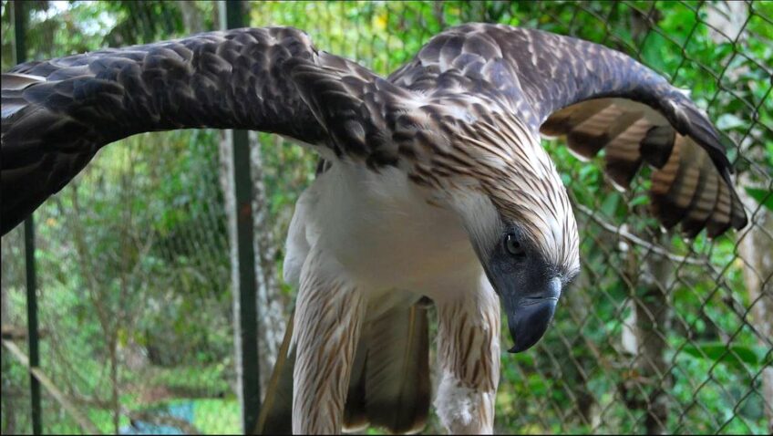 PHILIPPINEN BLOG - Philippinischer Nationalvogel - Der philippinische Adler