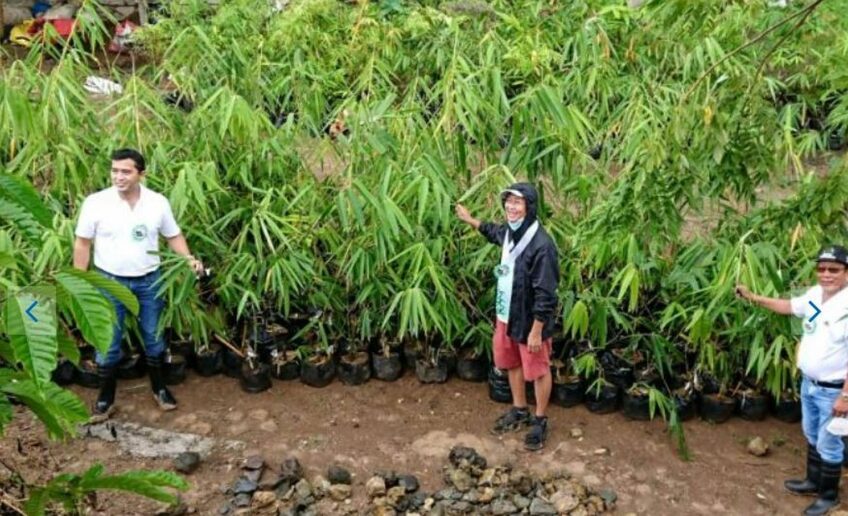 PHILIPPINEN MAGAZIN -BLOG - Bald ein schwarzer Bambustunnel in Tuburan