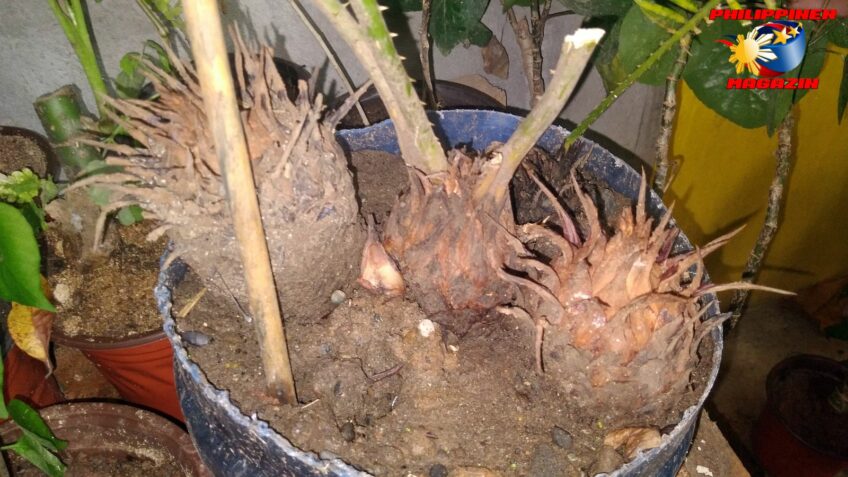 PHILIPPINEN BLOG - Unsere großen und kleinen Sagopalmen - Pitogopflanzen
