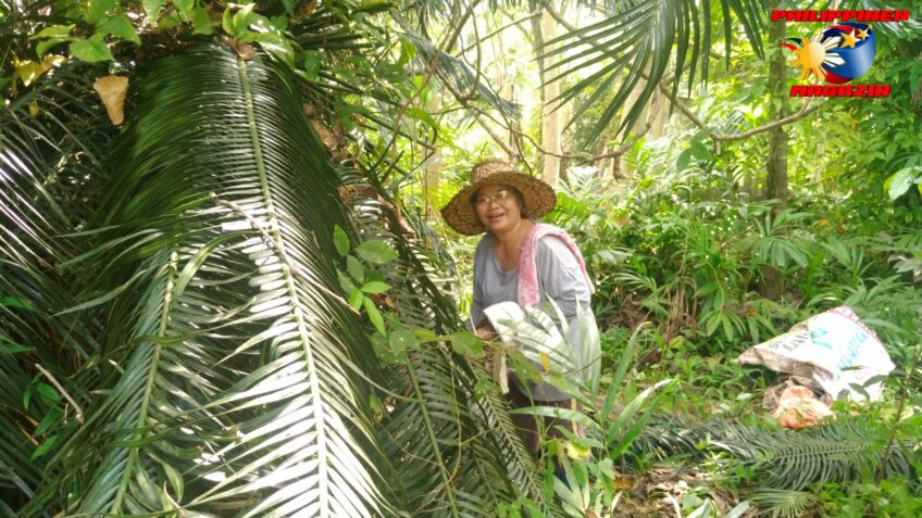 PHILIPPINEN BLOG - Unsere großen und kleinen Sagopalmen - Pitogopflanzen