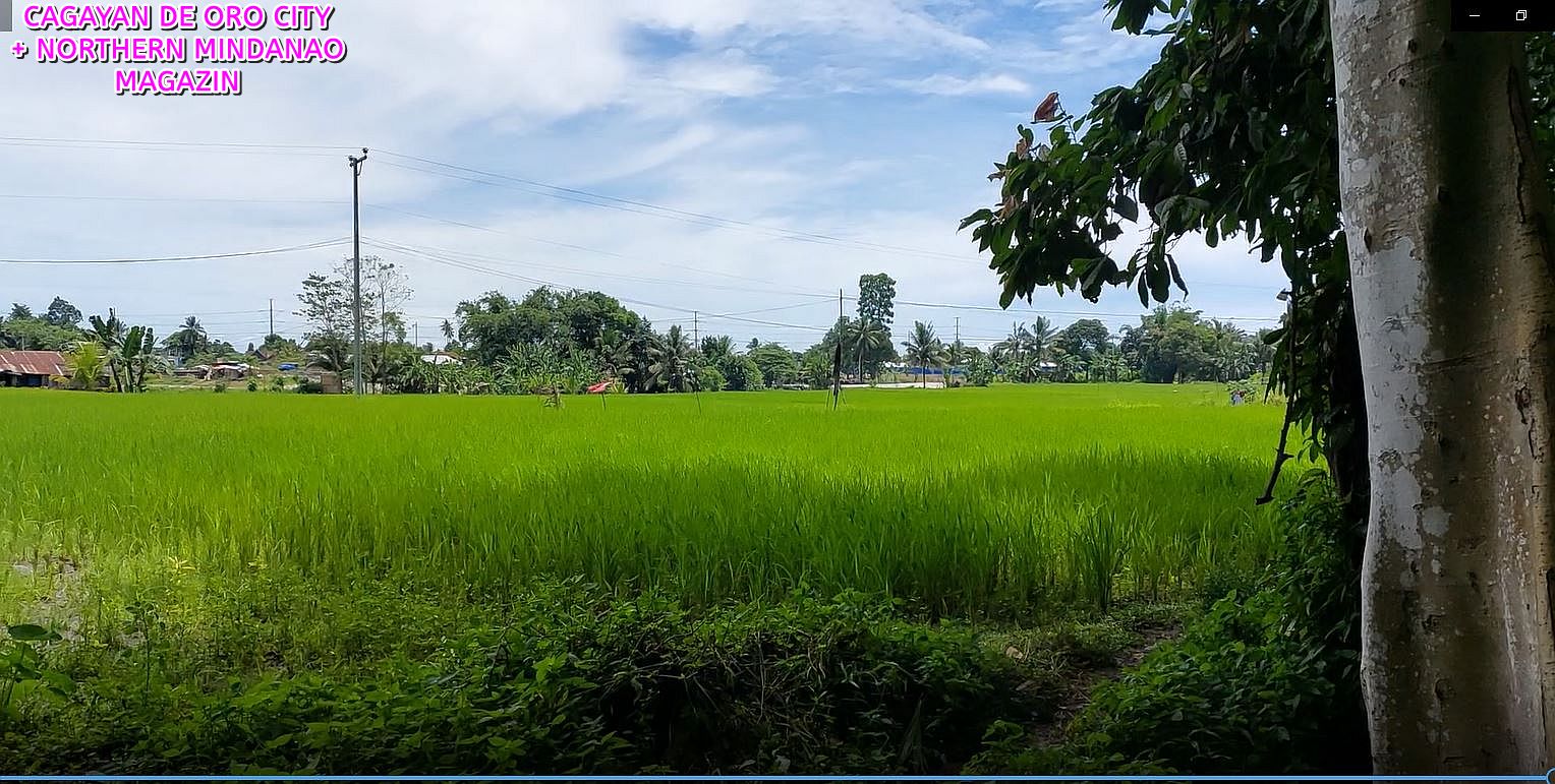 PHILIPPINEN BLOG - Im Dorf der Reisbauern