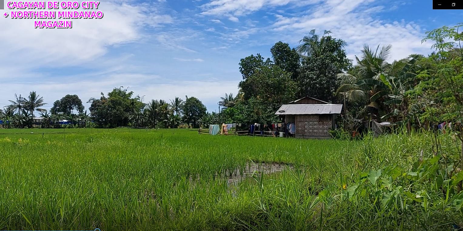 PHILIPPINEN BLOG - Im Dorf der Reisbauern