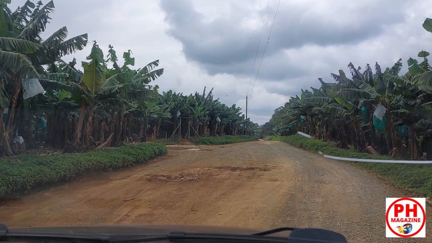 PHILIPPINEN BLOG - In den Weiten der Ananasfelder von Libona