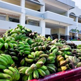 PHILIPPINEN BLOG - Direktverkauf von Bananen