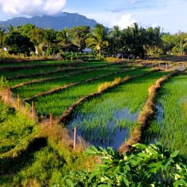 BLOG - Ich entdecke die Reisfelder von Zamboanguita