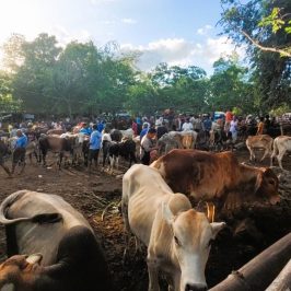 PHILIPPINEN BLOG - Philippinischer Viehmarkt in Bacong
