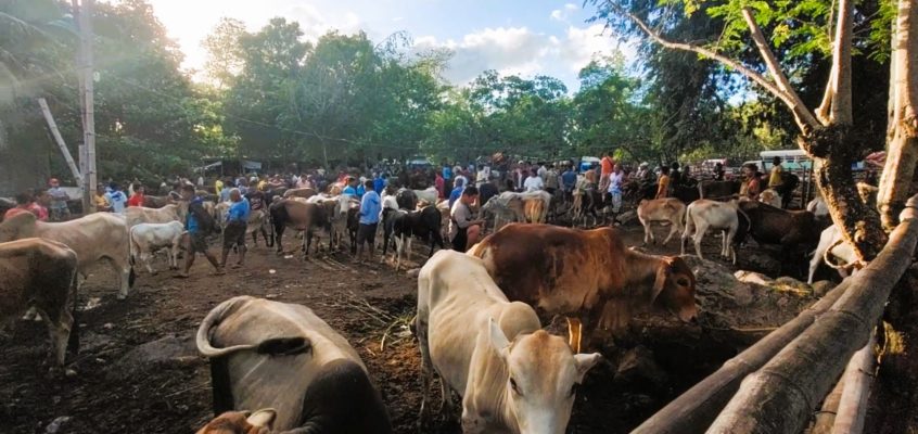 Philippinischer Viehmarkt in Bacong