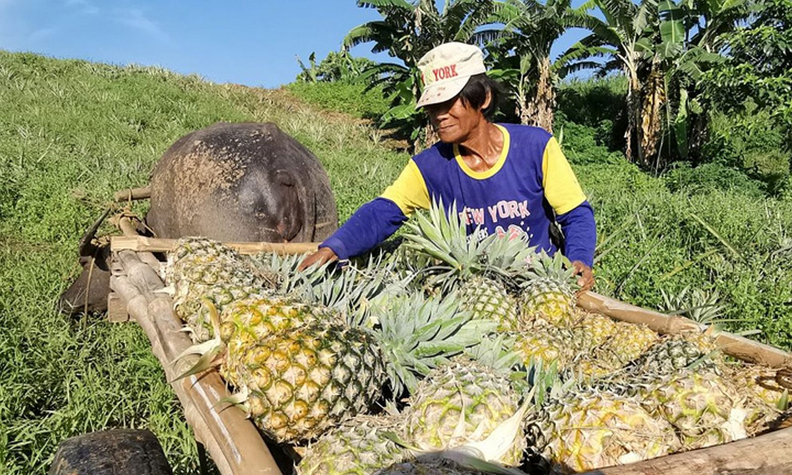 PHILIPPINEN REISEN - Leitfaden zu philippinischen Früchten